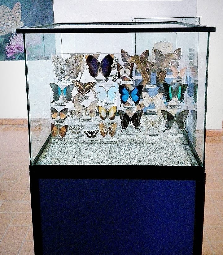 Музей естественной истории Средиземноморья (Museo di storia naturale del Mediterraneo)