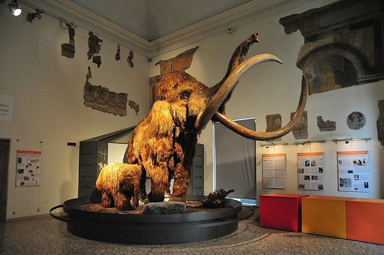 Музей естествознания "E. Caffi"