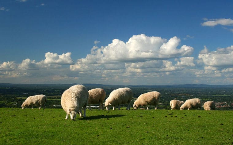 Овцы на лугу