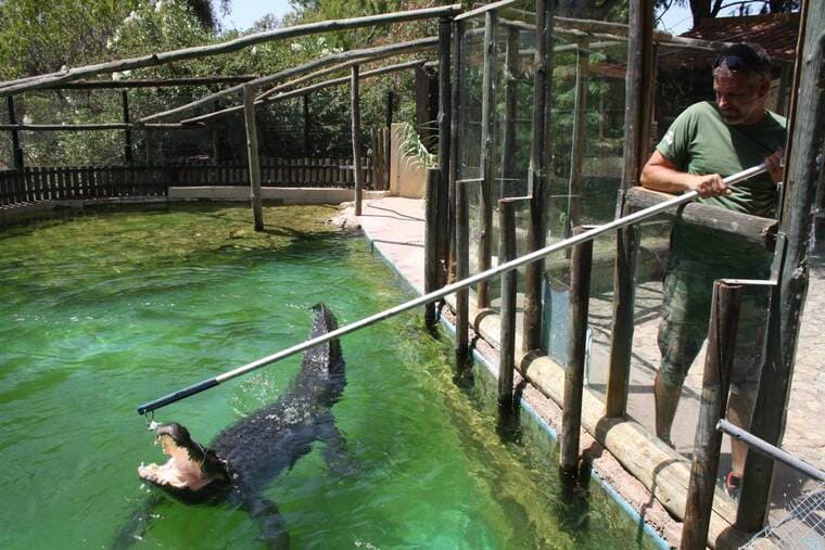 Krazy World Zoo